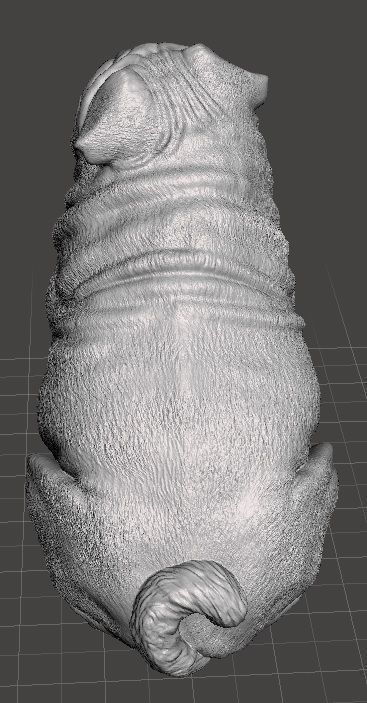 Perrita Pug Carlino Hembra 3D print model_3
