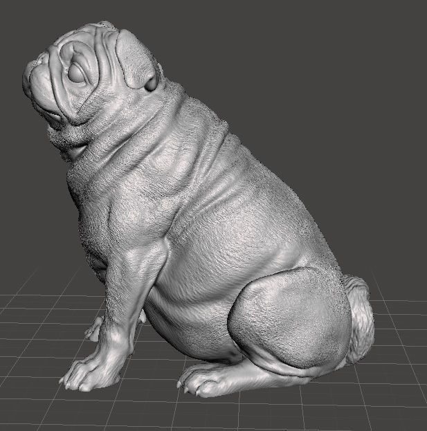 Perrita Pug Carlino Hembra 3D print model_1