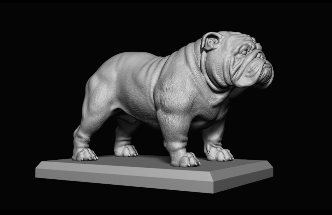 bulldog ingles  3D print model_1