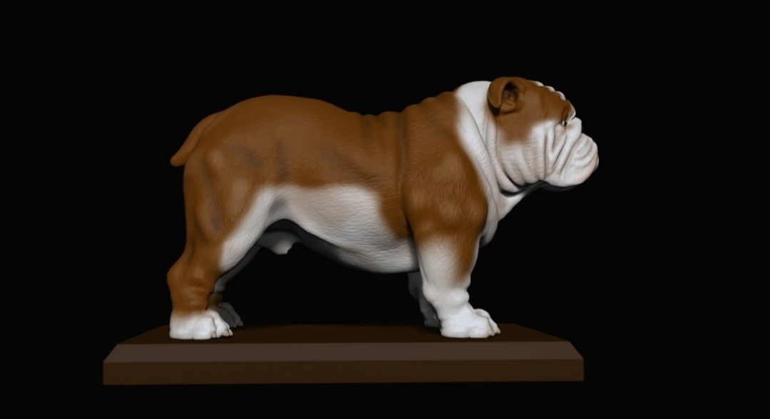 bulldog ingles  3D print model_2