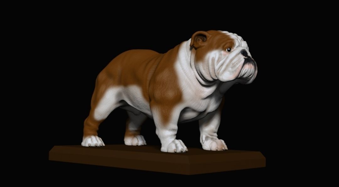 bulldog ingles  3D print model_3