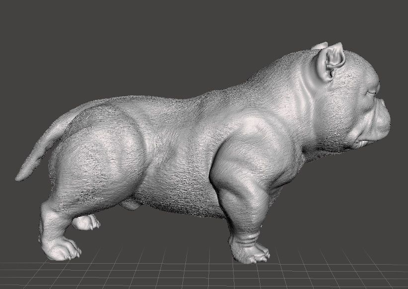 Perro exotic bully 3D print model_2