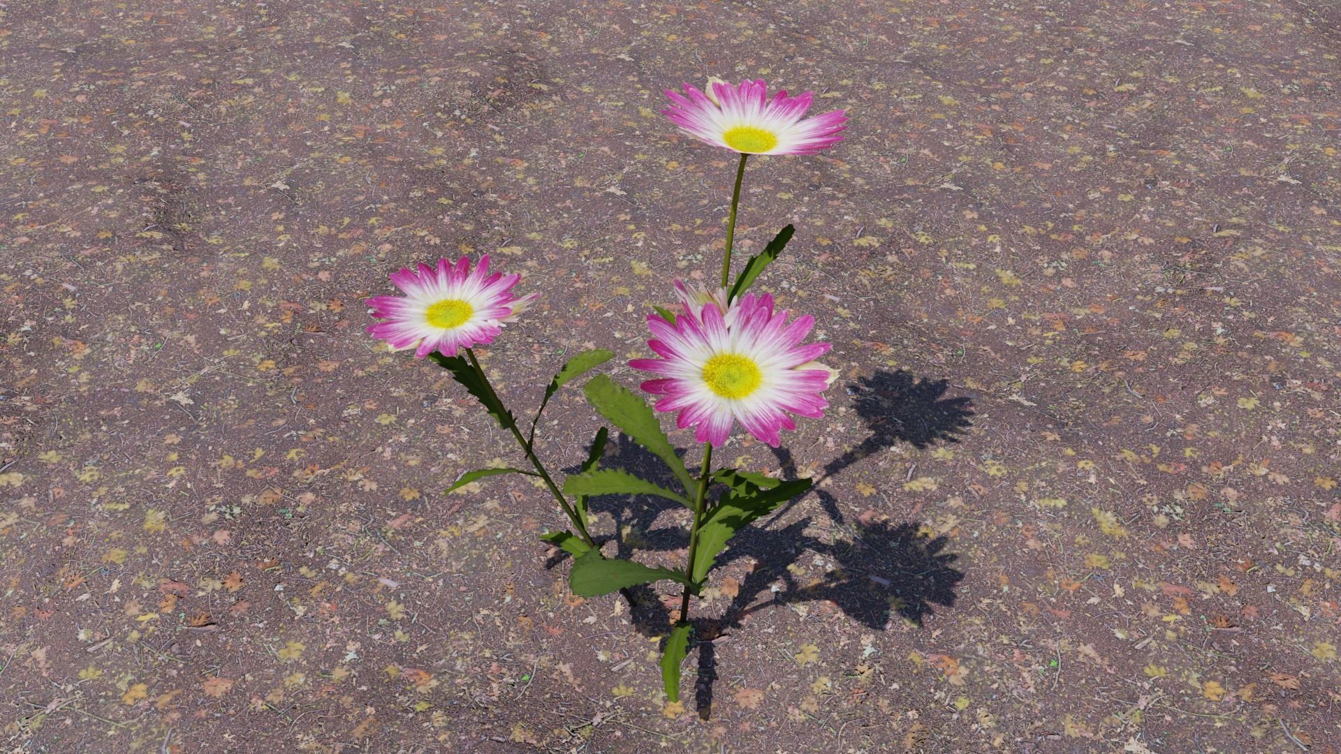 Flowering Plants Collection Low-poly 3D model_10