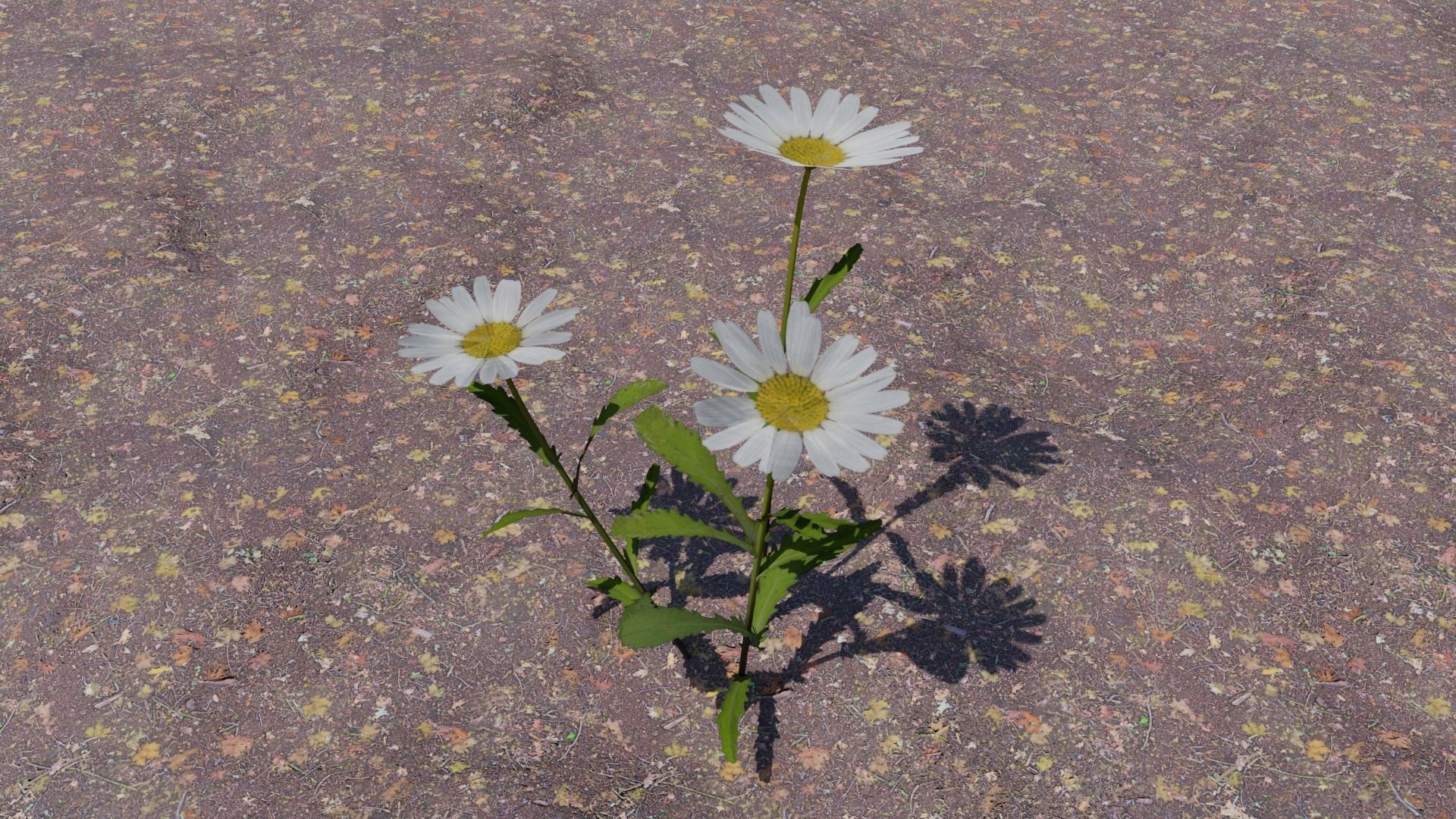 Flowering Plants Collection Low-poly 3D model_15
