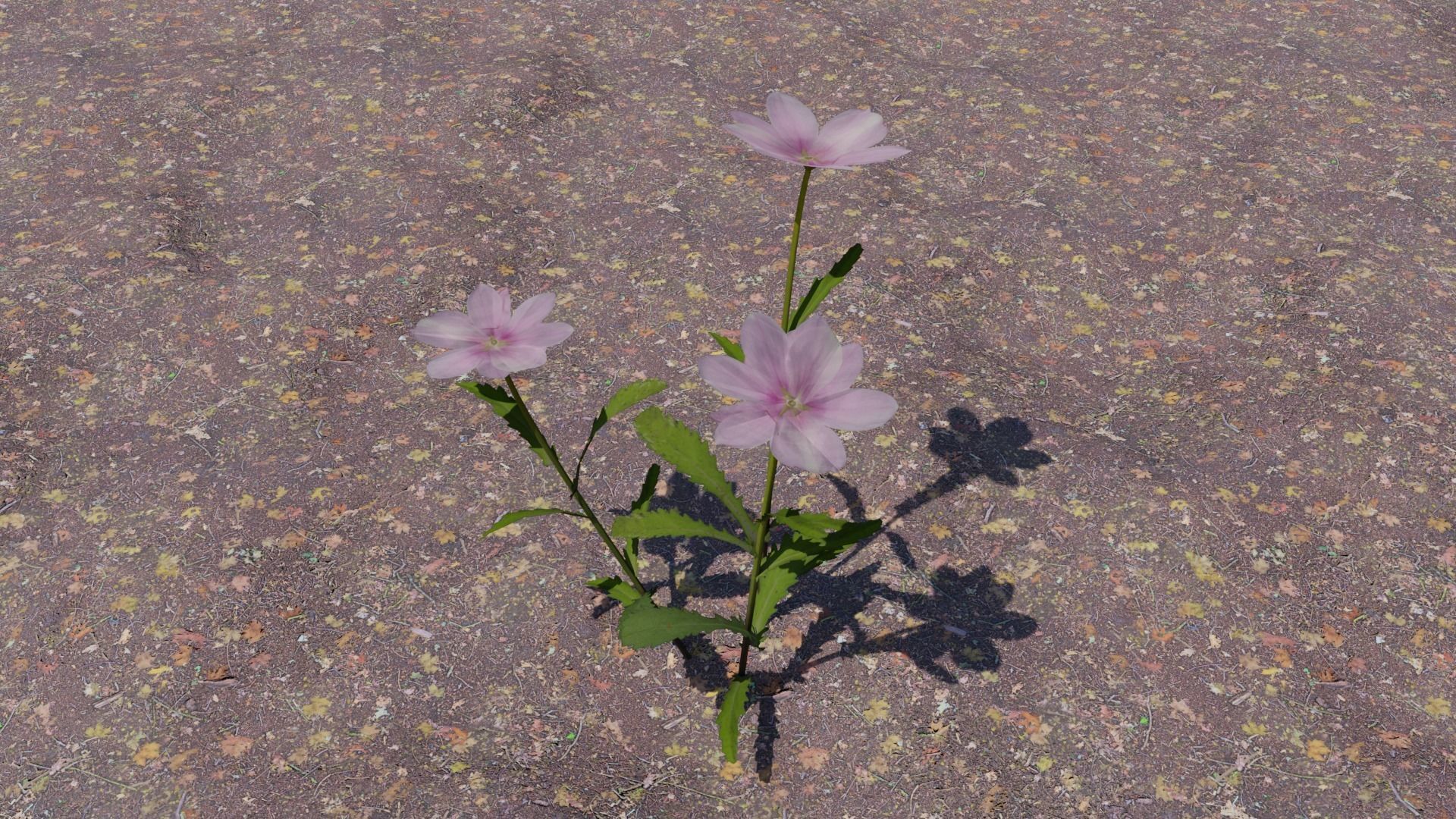 Flowering Plants Collection Low-poly 3D model_13