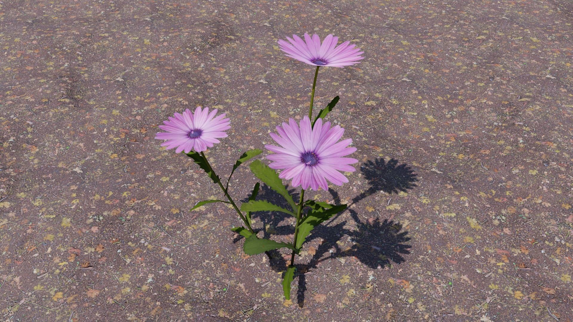 Flowering Plants Collection Low-poly 3D model_2