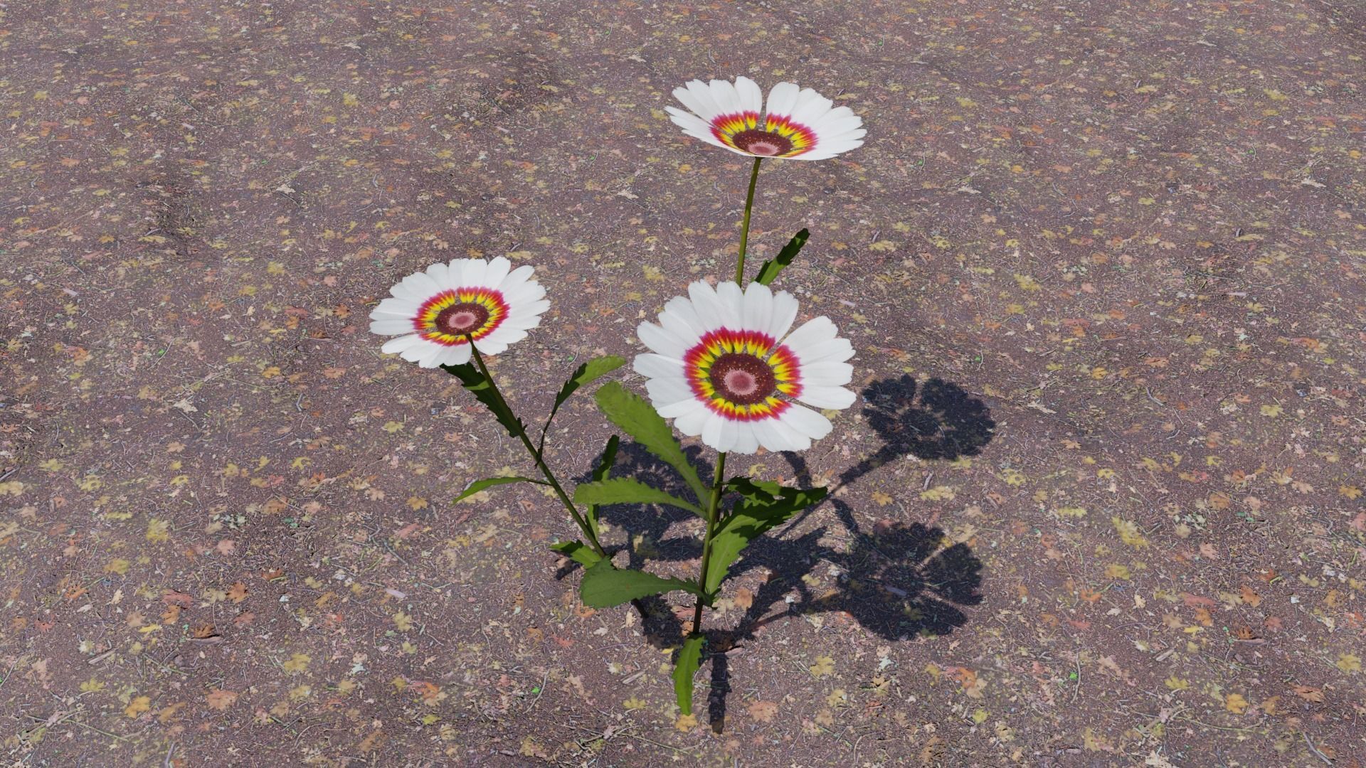 Flowering Plants Collection Low-poly 3D model_5