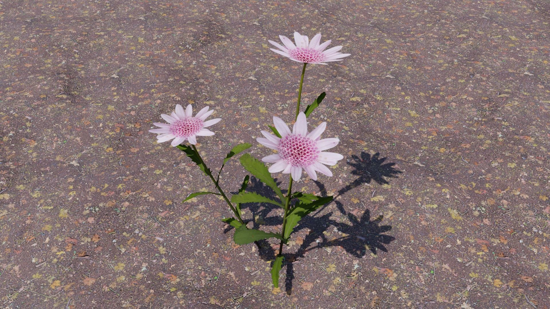 Flowering Plants Collection Low-poly 3D model_11