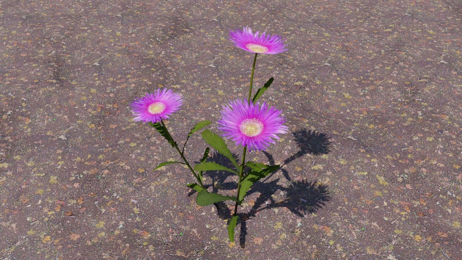 Flowering Plants Collection Low-poly 3D model_14