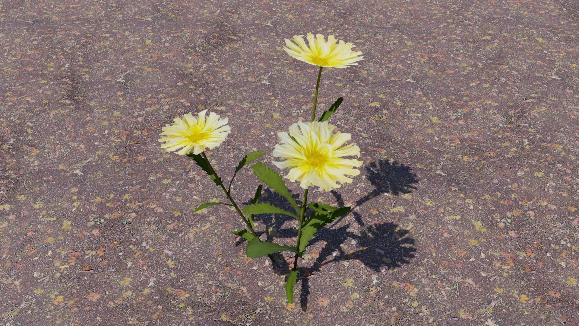 Flowering Plants Collection Low-poly 3D model_12