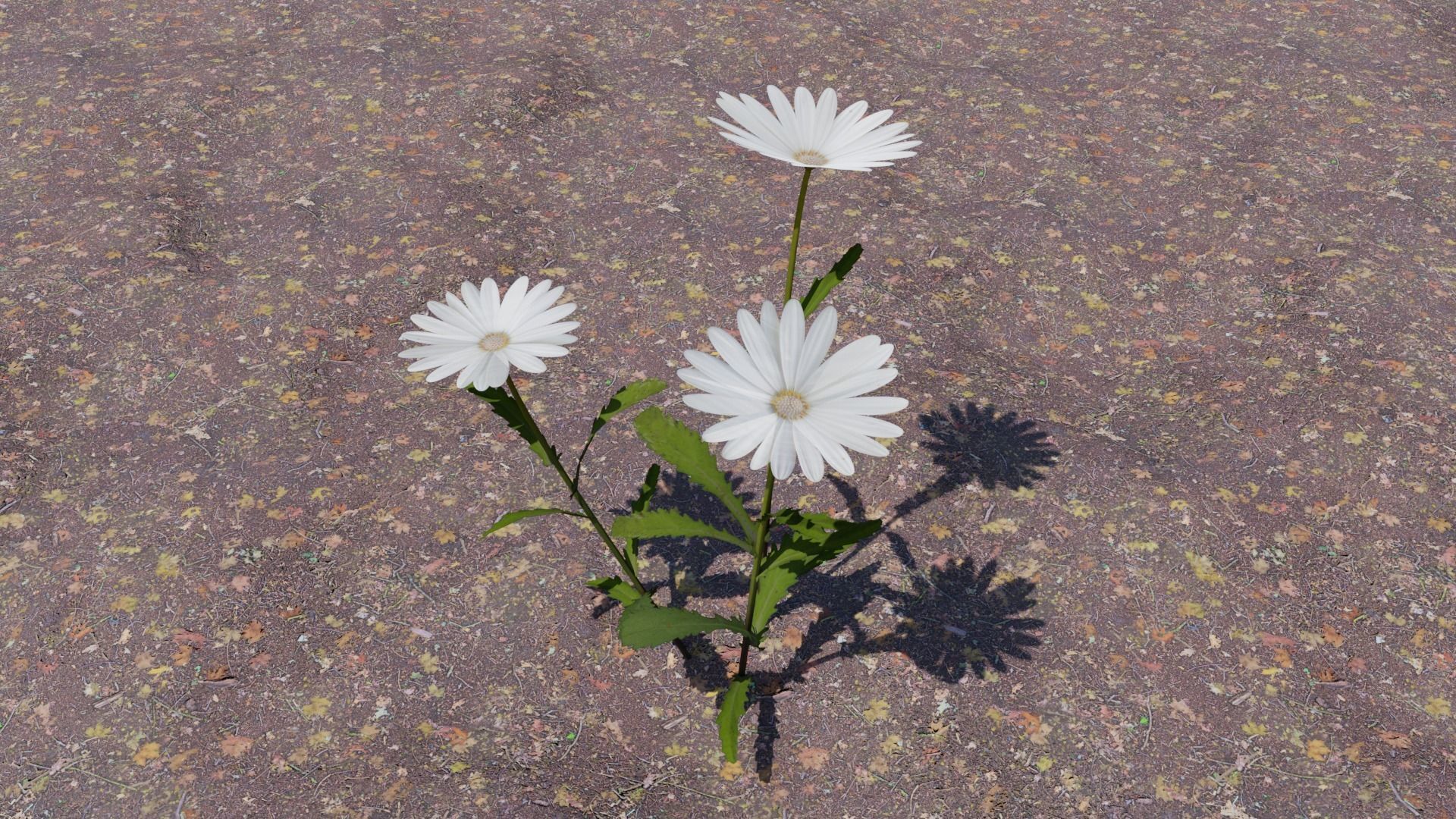 Flowering Plants Collection Low-poly 3D model_3