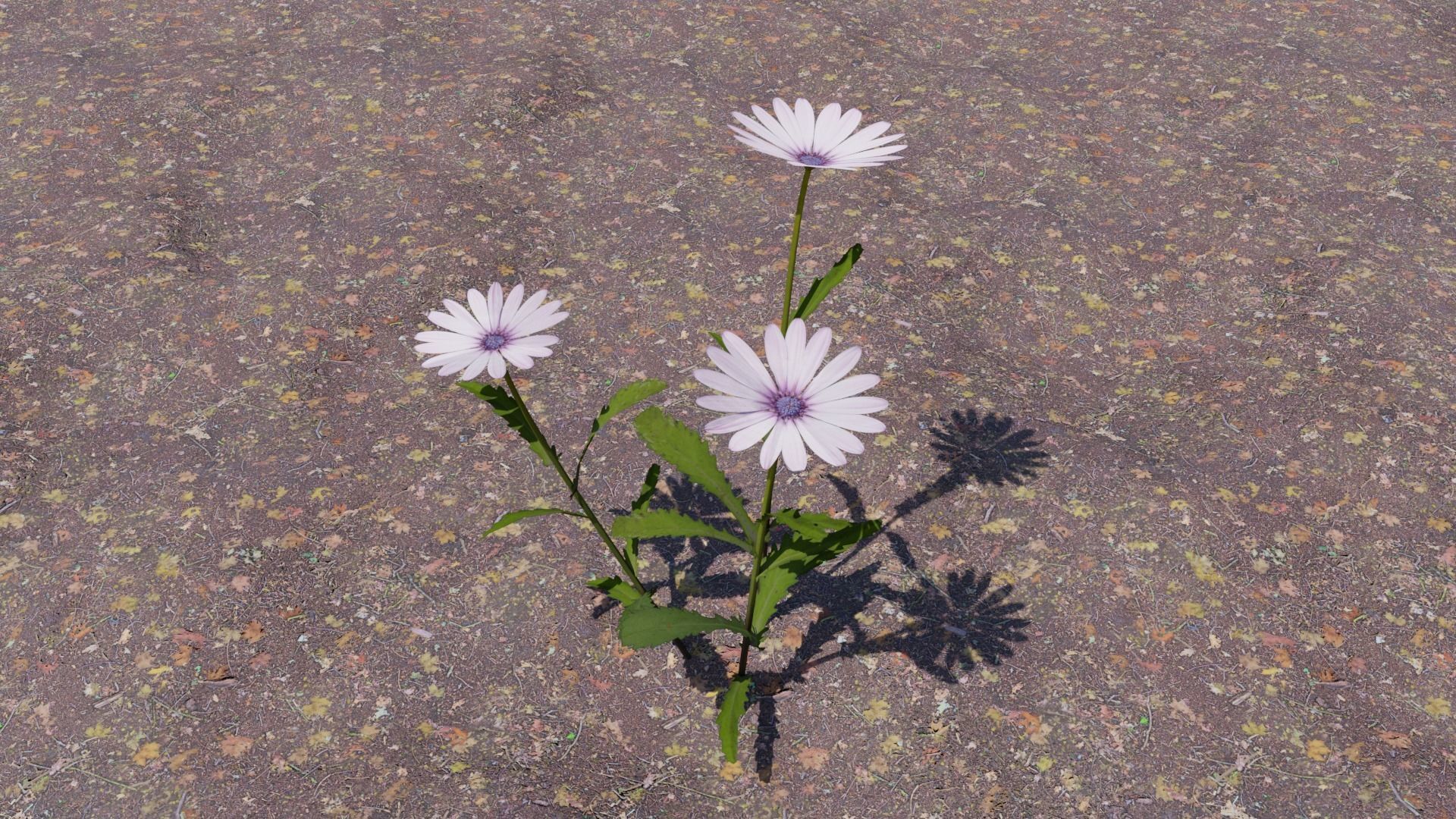 Flowering Plants Collection Low-poly 3D model_1