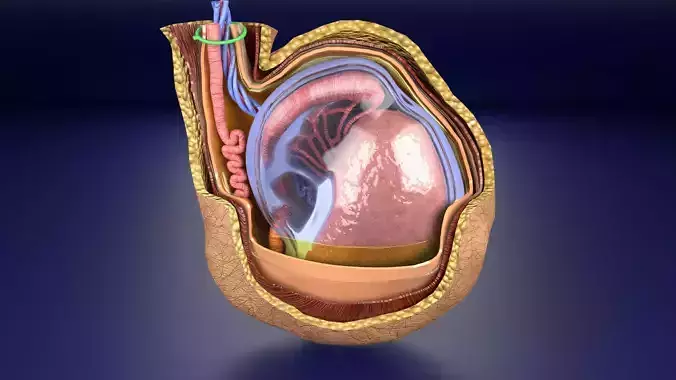 testis with covering layers