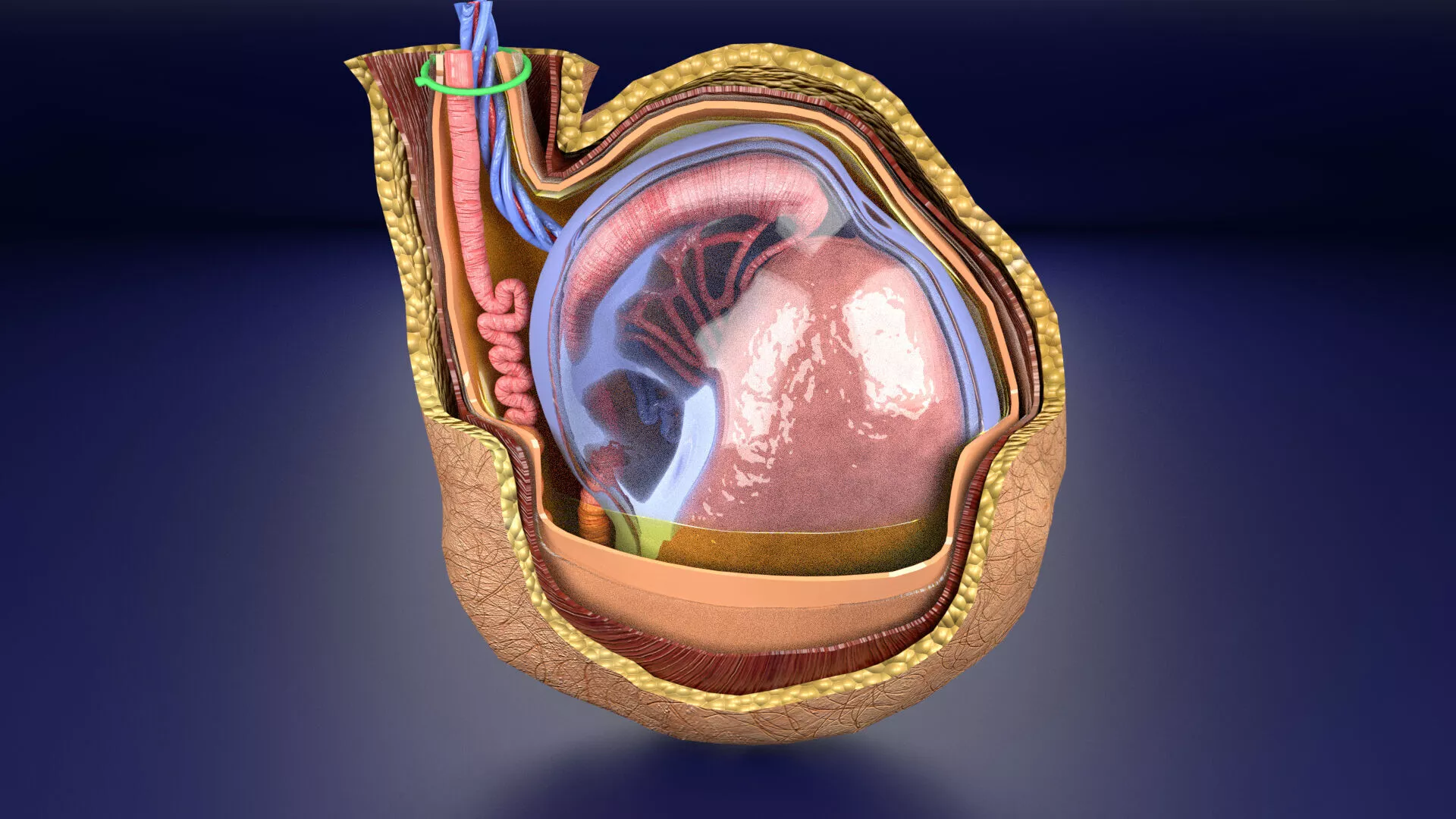 testis with covering layers 3D model