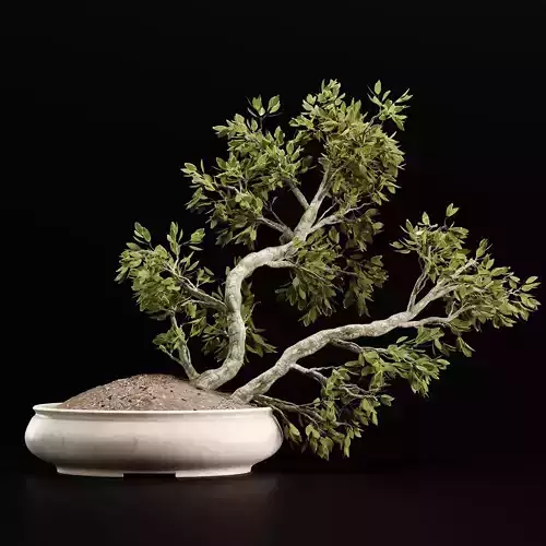 Plant Bonsai 001
