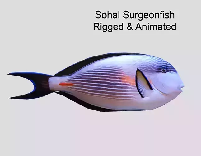 Sohal Surgeonfish