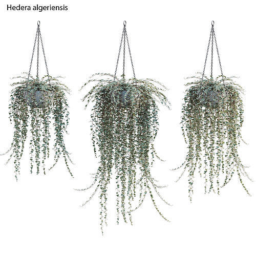 Hedera algeriensis - Algerian Ivy 01 3D model