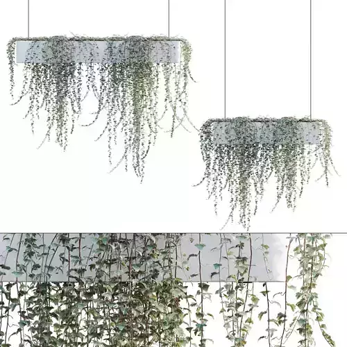 Hedera algeriensis - Algerian Ivy 02