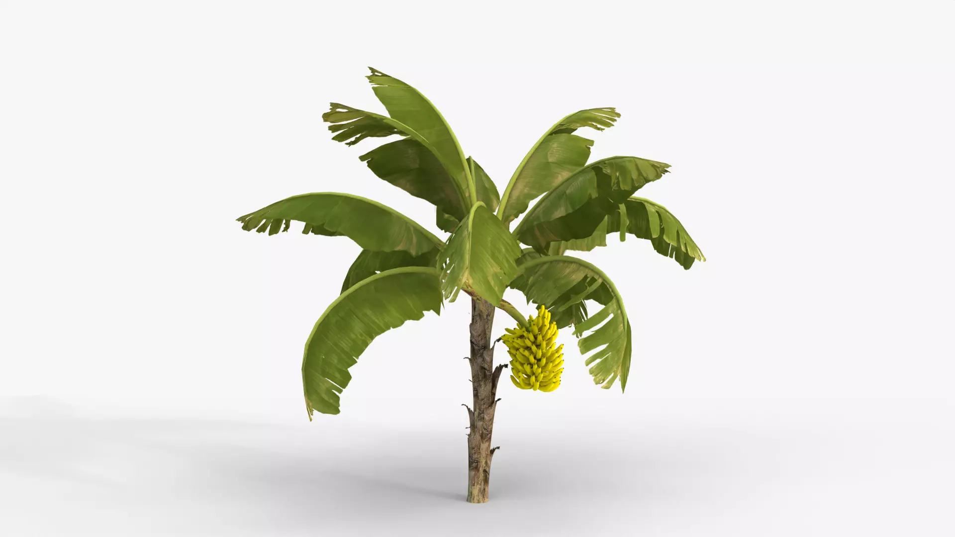 Banana Plant With Banana Fruits 3D model