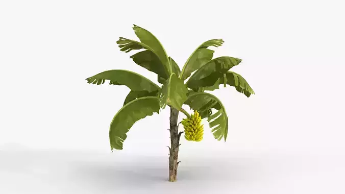 Banana Plant With Banana Fruits