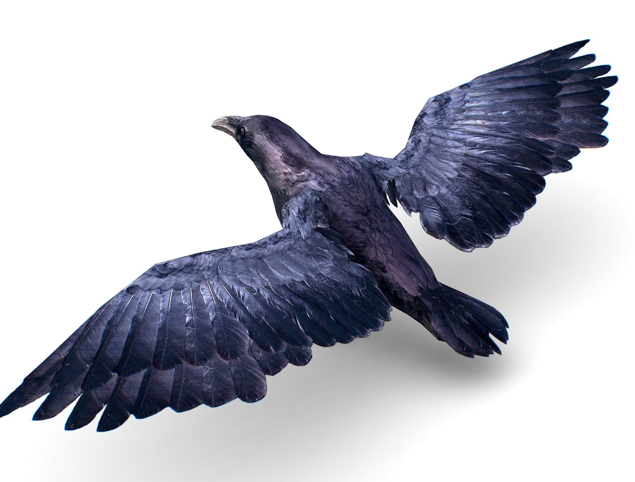Low Poly Black Raven Wild Bird Crow Low-poly 3D model_3