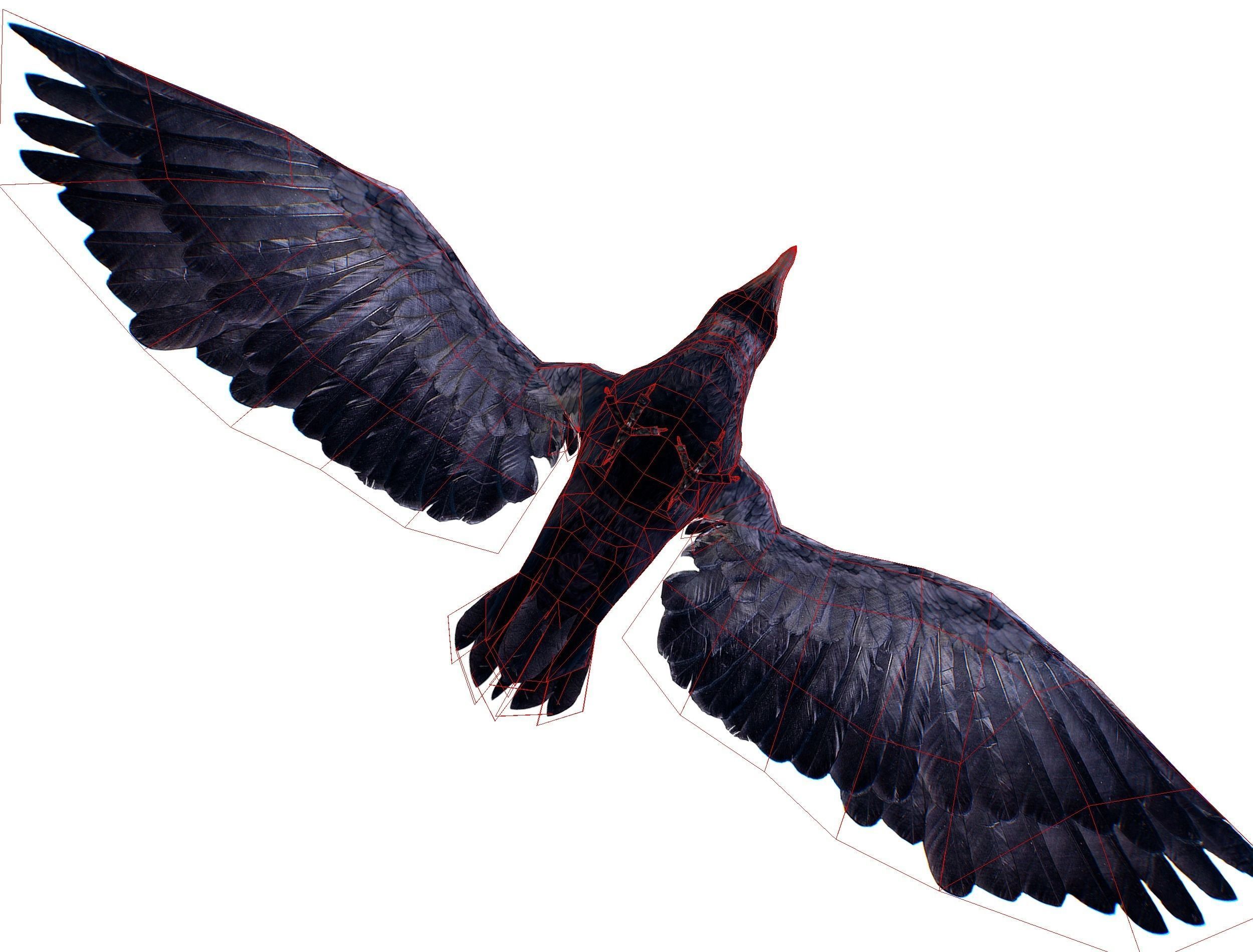 Low Poly Black Raven Wild Bird Crow Low-poly 3D model_10