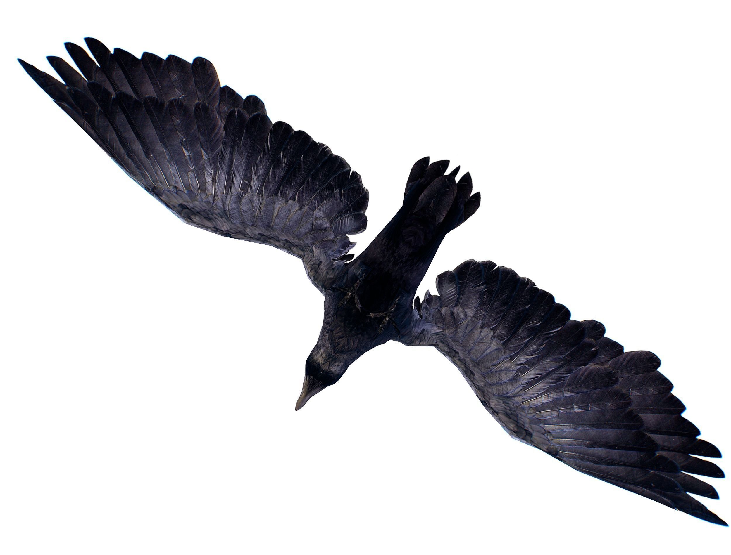 Low Poly Black Raven Wild Bird Crow Low-poly 3D model_2