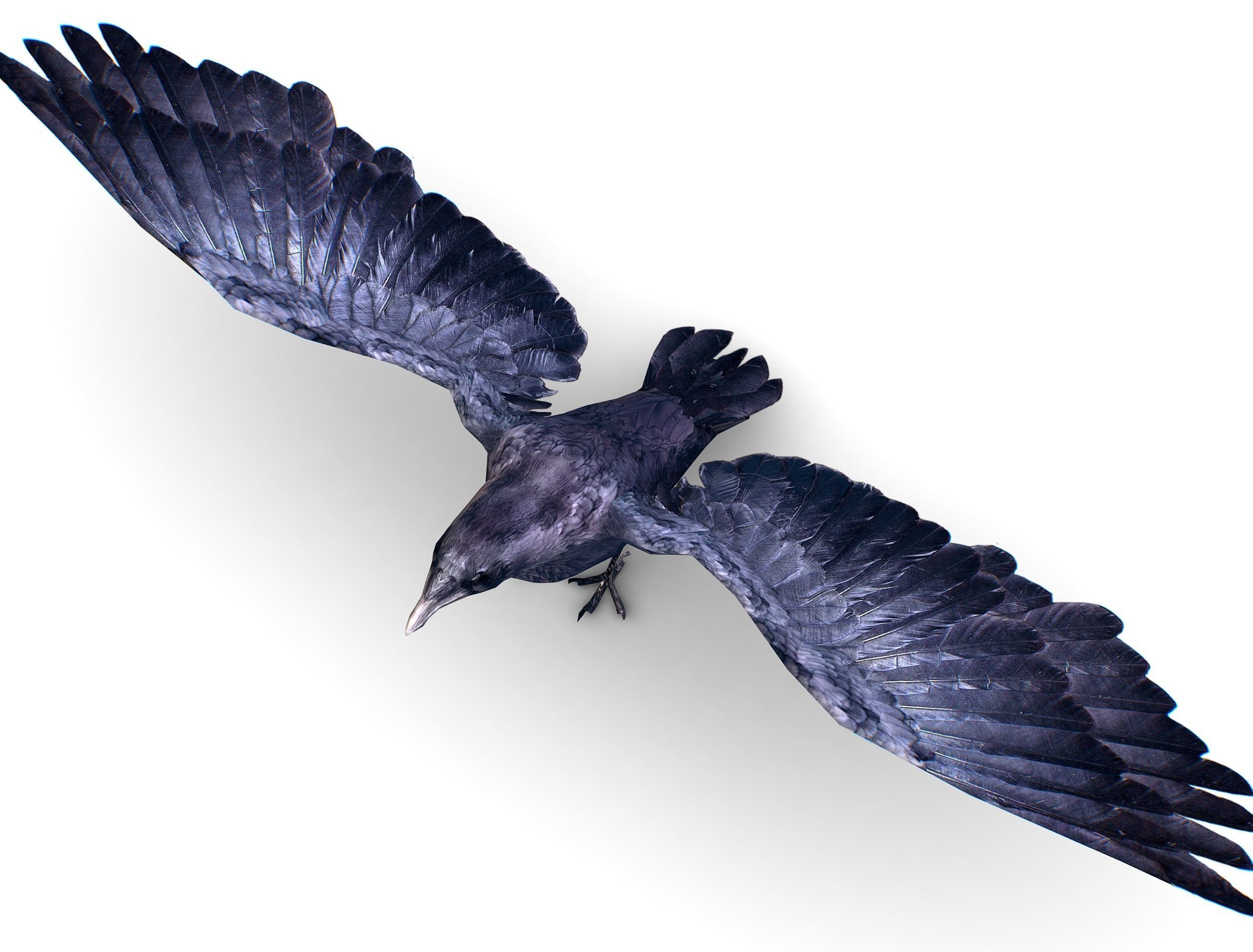 Low Poly Black Raven Wild Bird Crow Low-poly 3D model_1