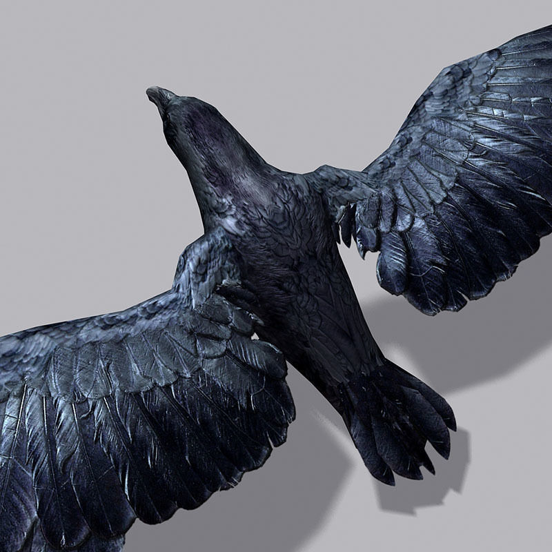 Low Poly Black Raven Wild Bird Crow Low-poly 3D model_18