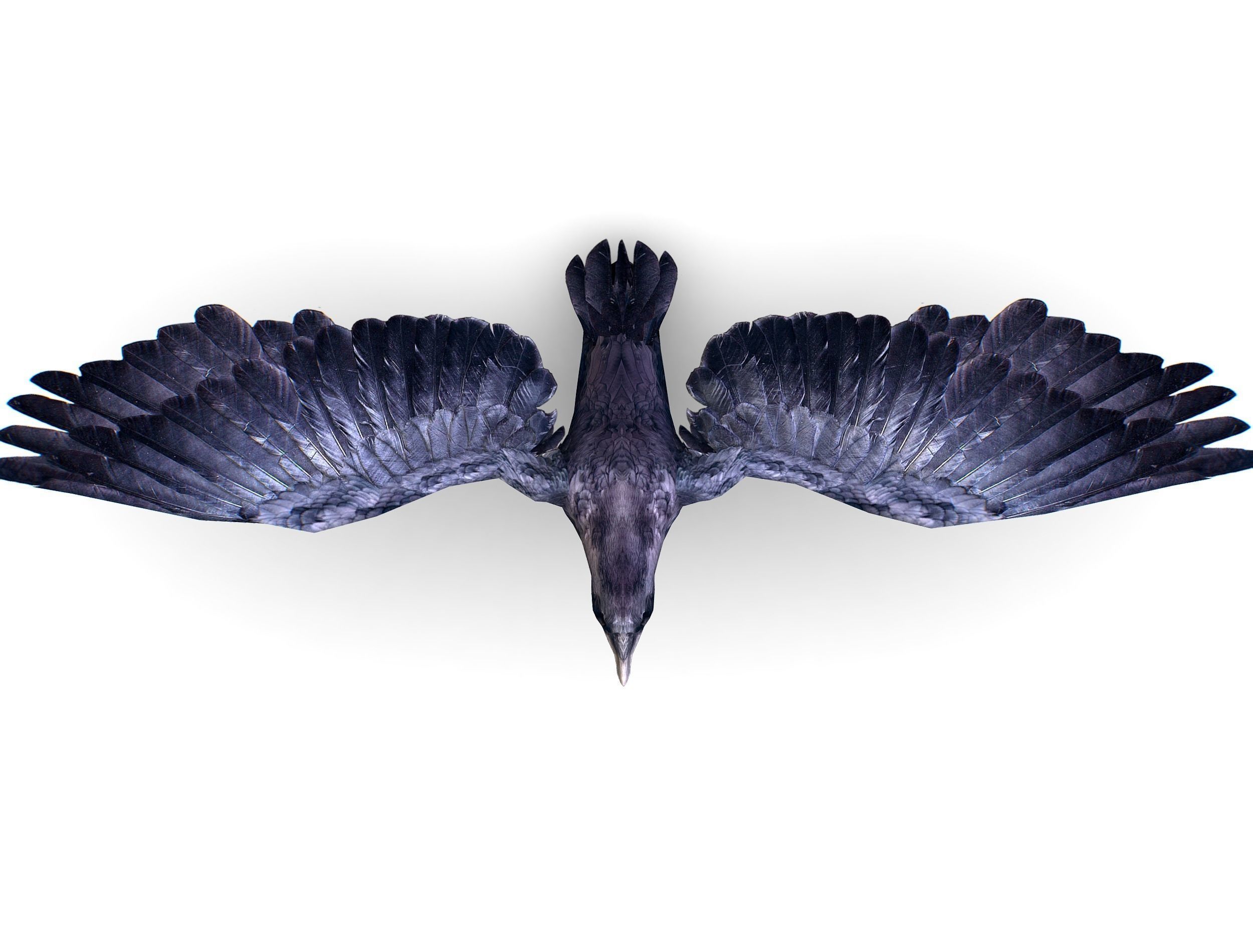 Low Poly Black Raven Wild Bird Crow Low-poly 3D model_7
