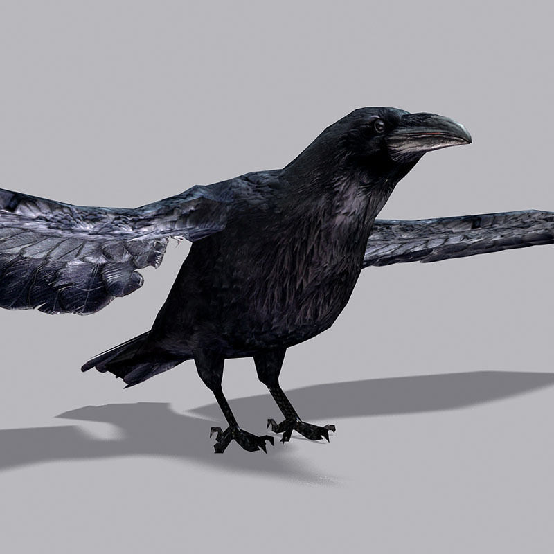 Low Poly Black Raven Wild Bird Crow Low-poly 3D model_16