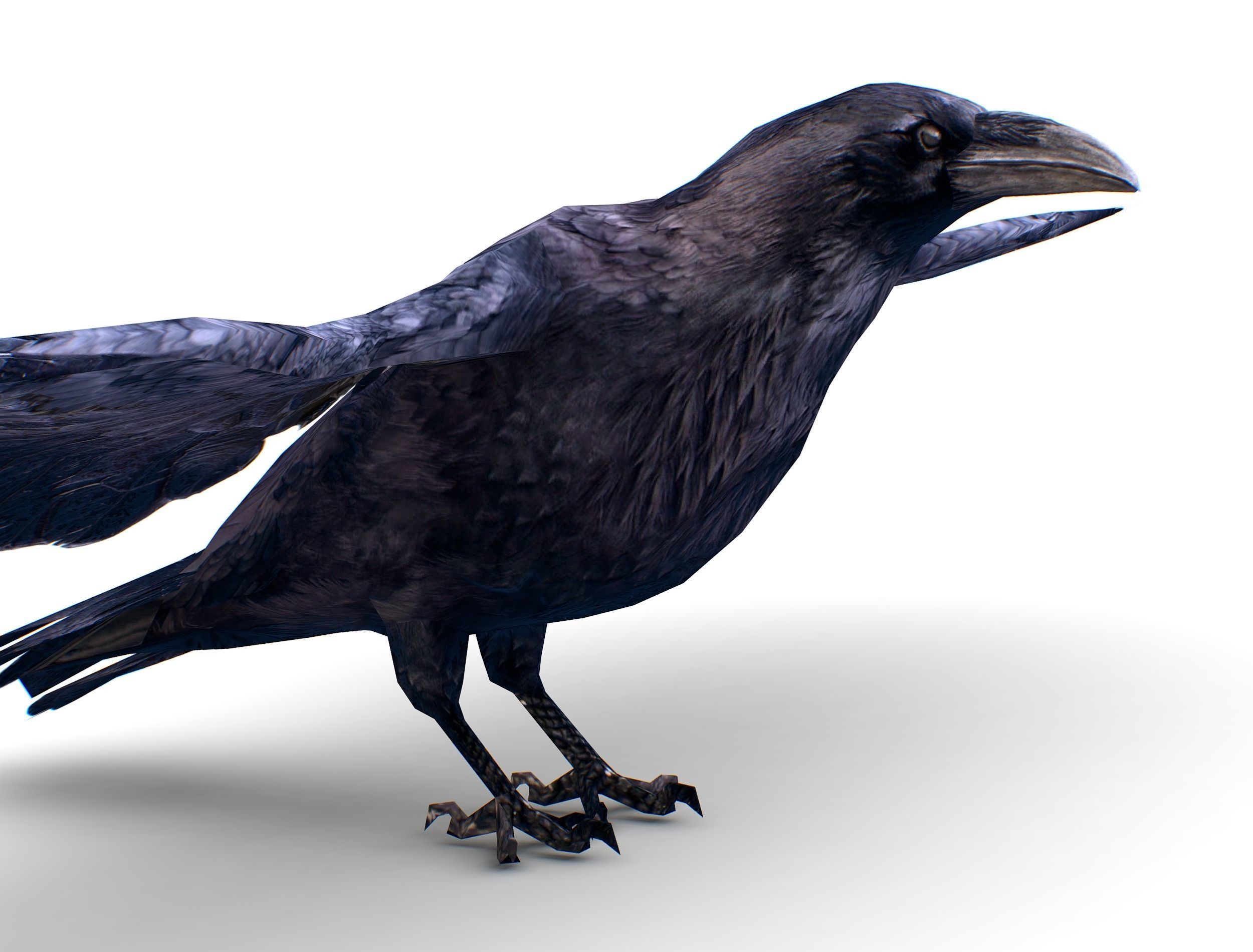 Low Poly Black Raven Wild Bird Crow Low-poly 3D model_6