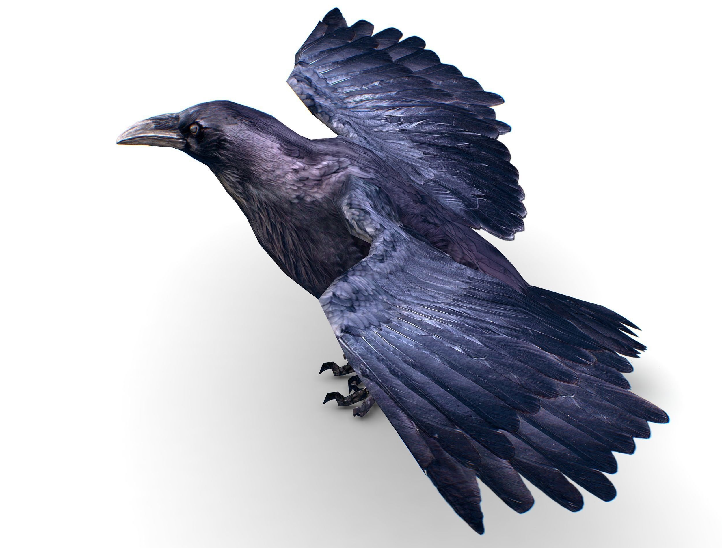 Low Poly Black Raven Wild Bird Crow Low-poly 3D model_4
