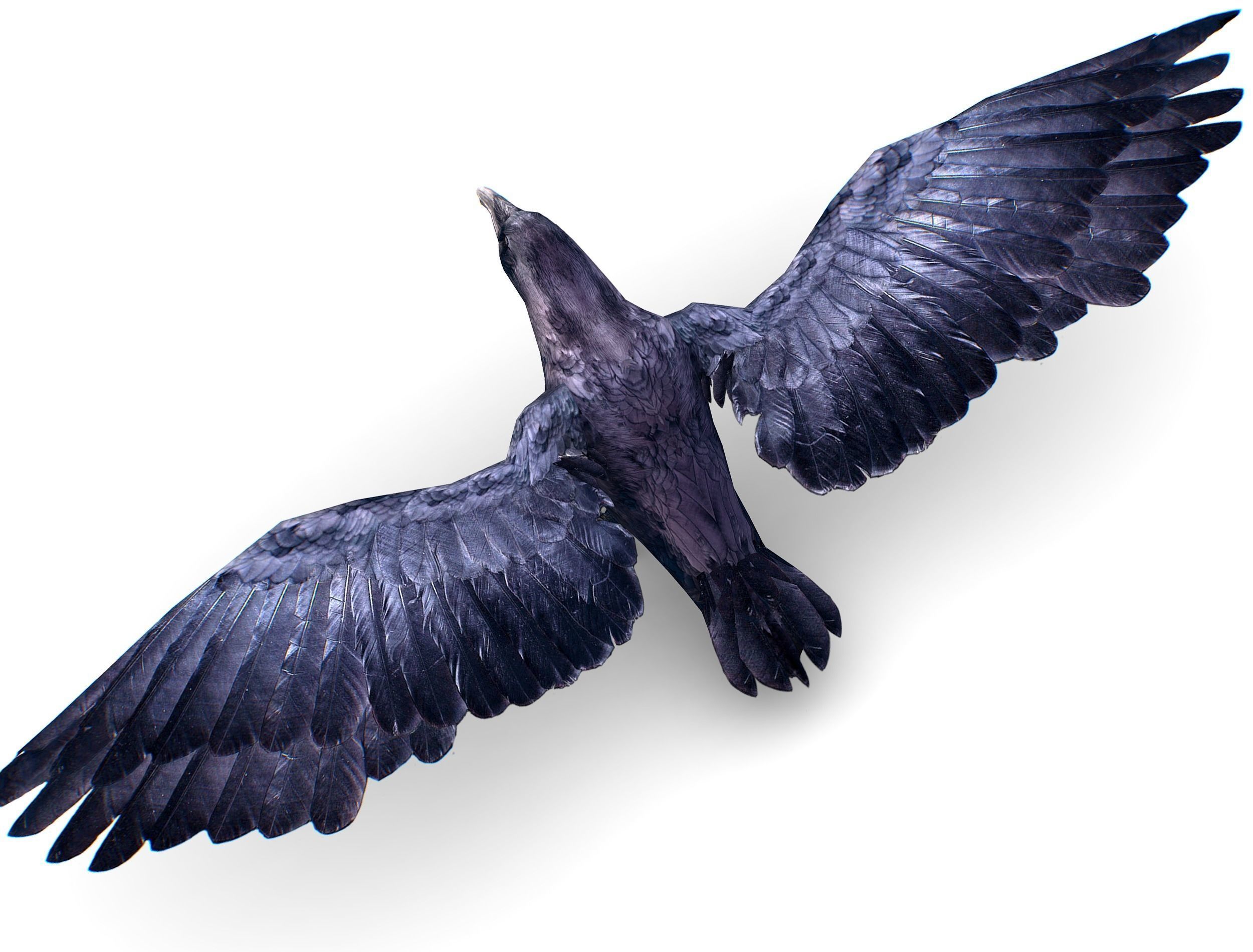 Low Poly Black Raven Wild Bird Crow Low-poly 3D model_8