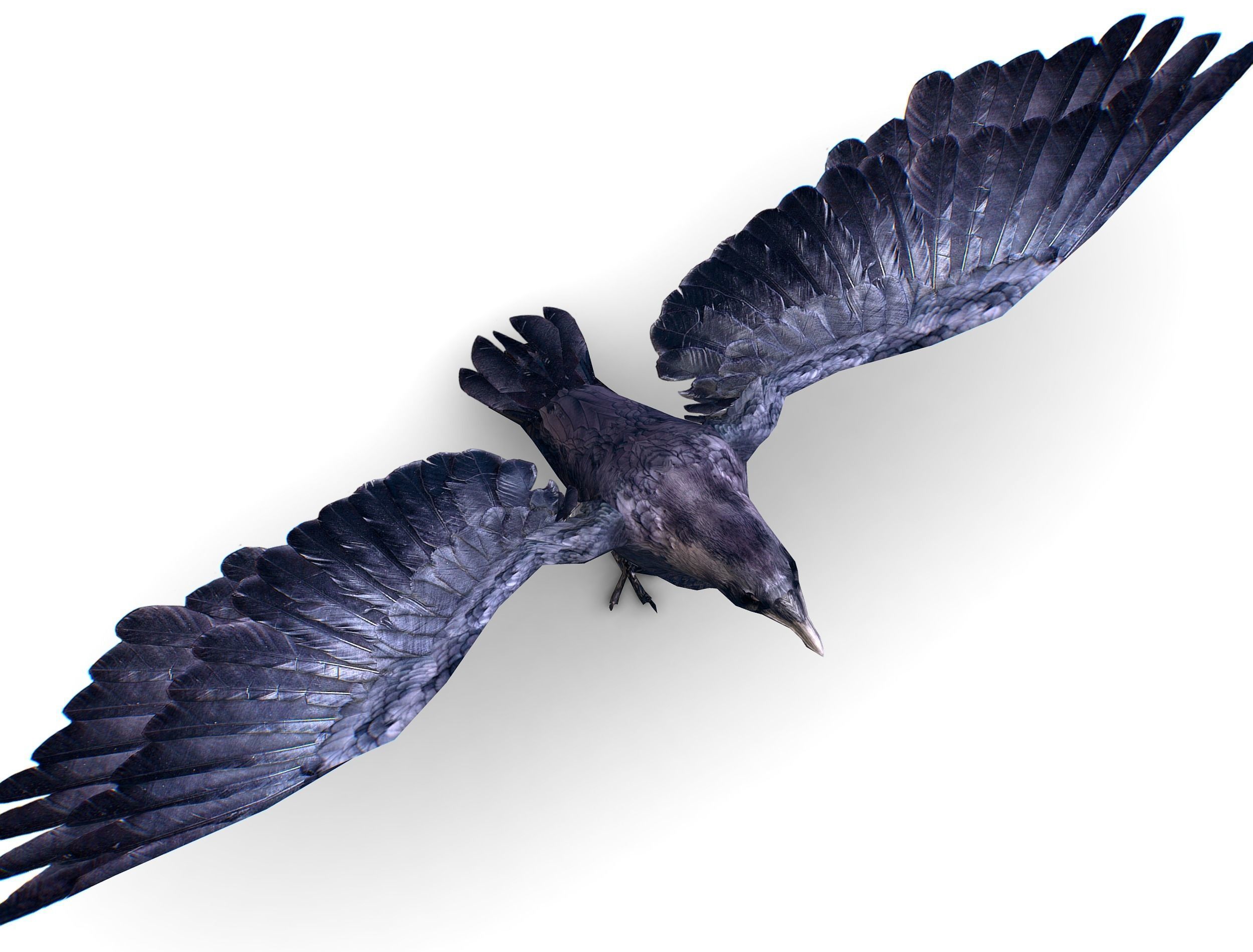 Low Poly Black Raven Wild Bird Crow Low-poly 3D model_12