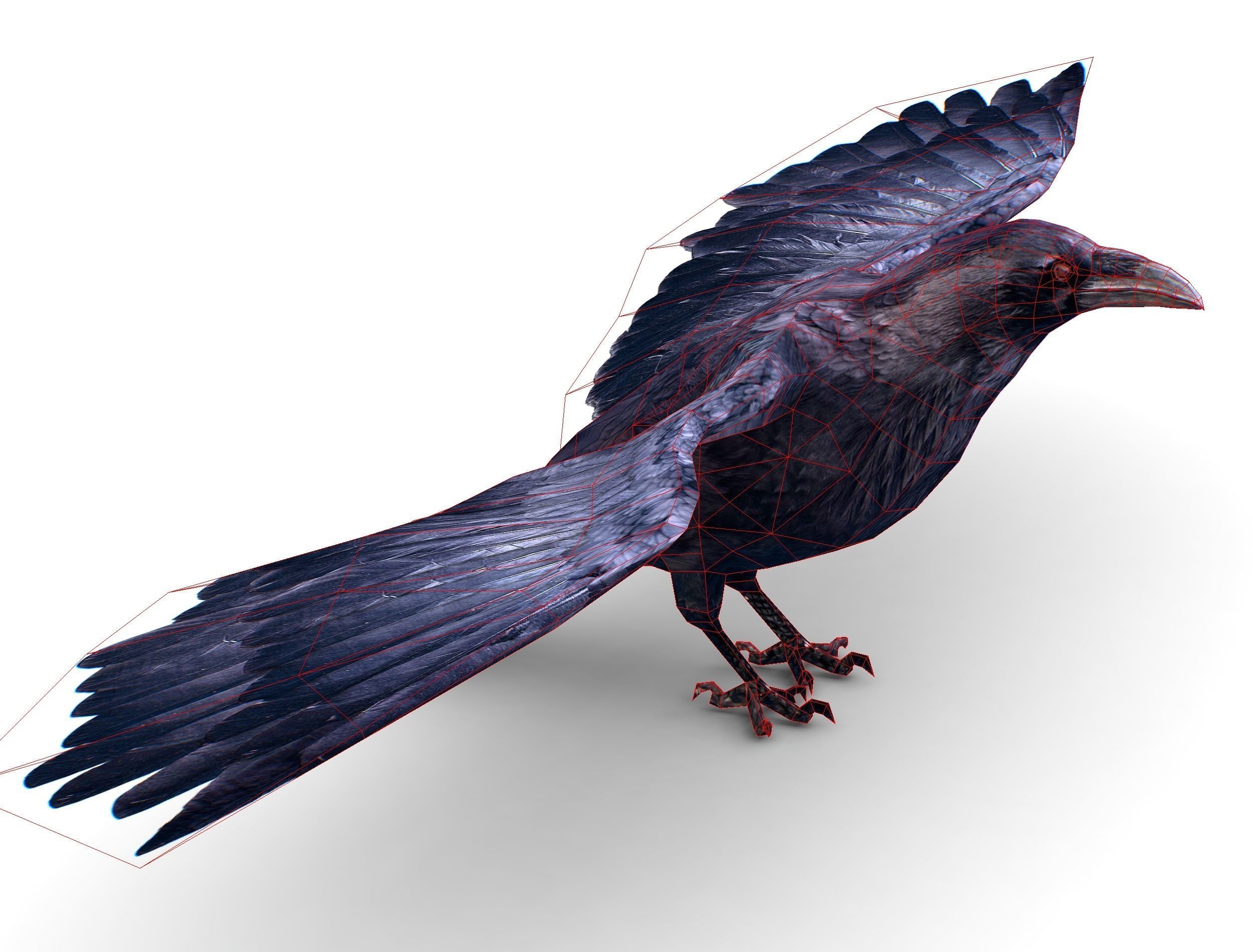 Low Poly Black Raven Wild Bird Crow Low-poly 3D model_11