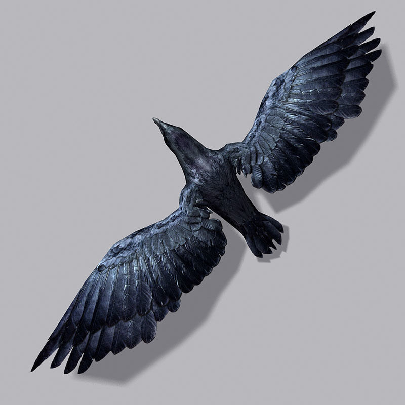 Low Poly Black Raven Wild Bird Crow Low-poly 3D model_19