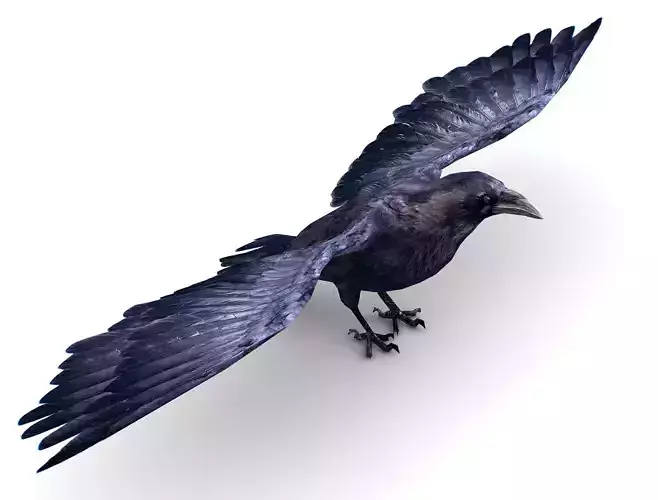Low Poly Black Raven Wild Bird Crow Low-poly 3D model