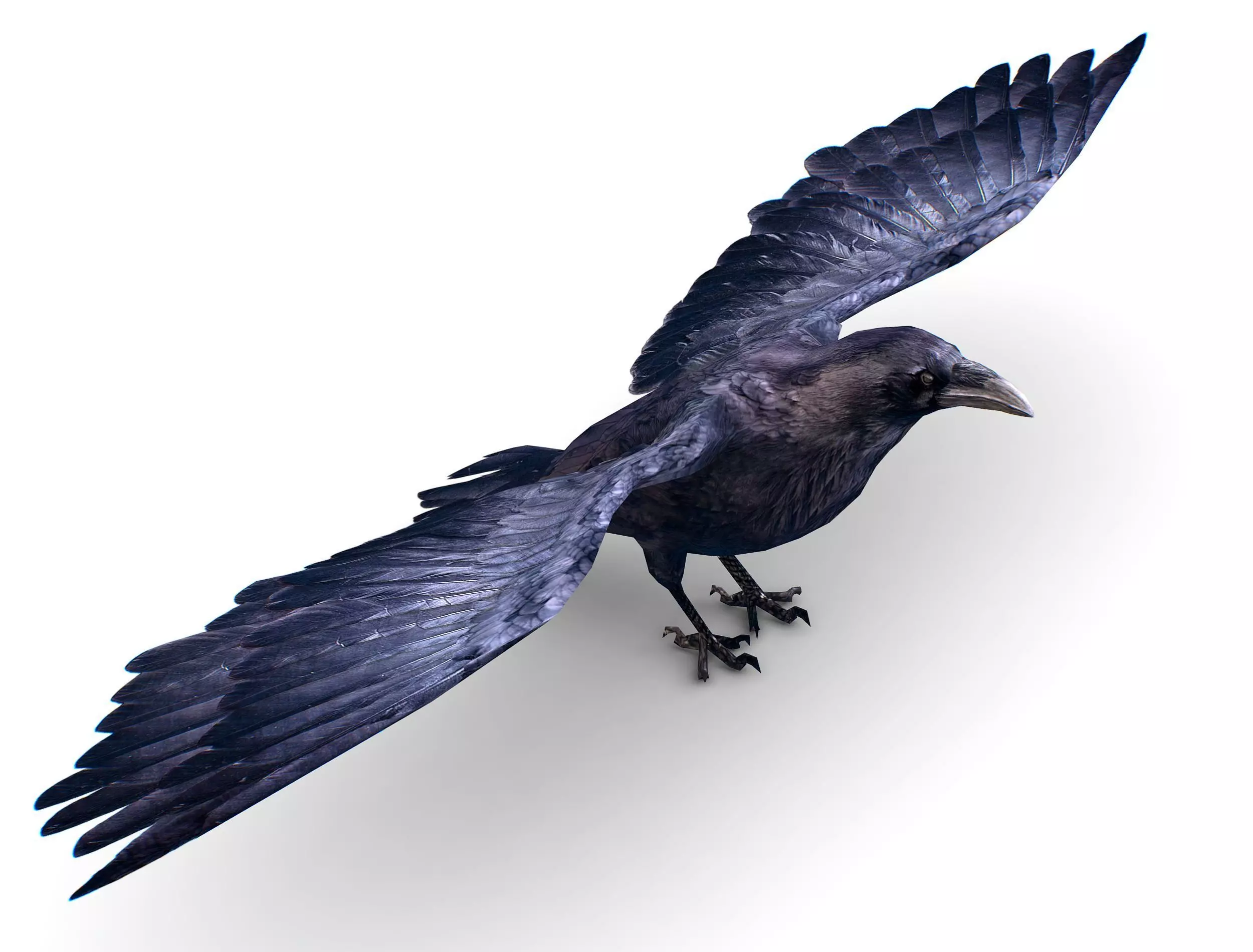 Low Poly Black Raven Wild Bird Crow Low-poly 3D model_0