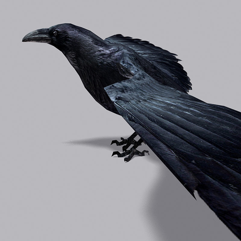 Low Poly Black Raven Wild Bird Crow Low-poly 3D model_17