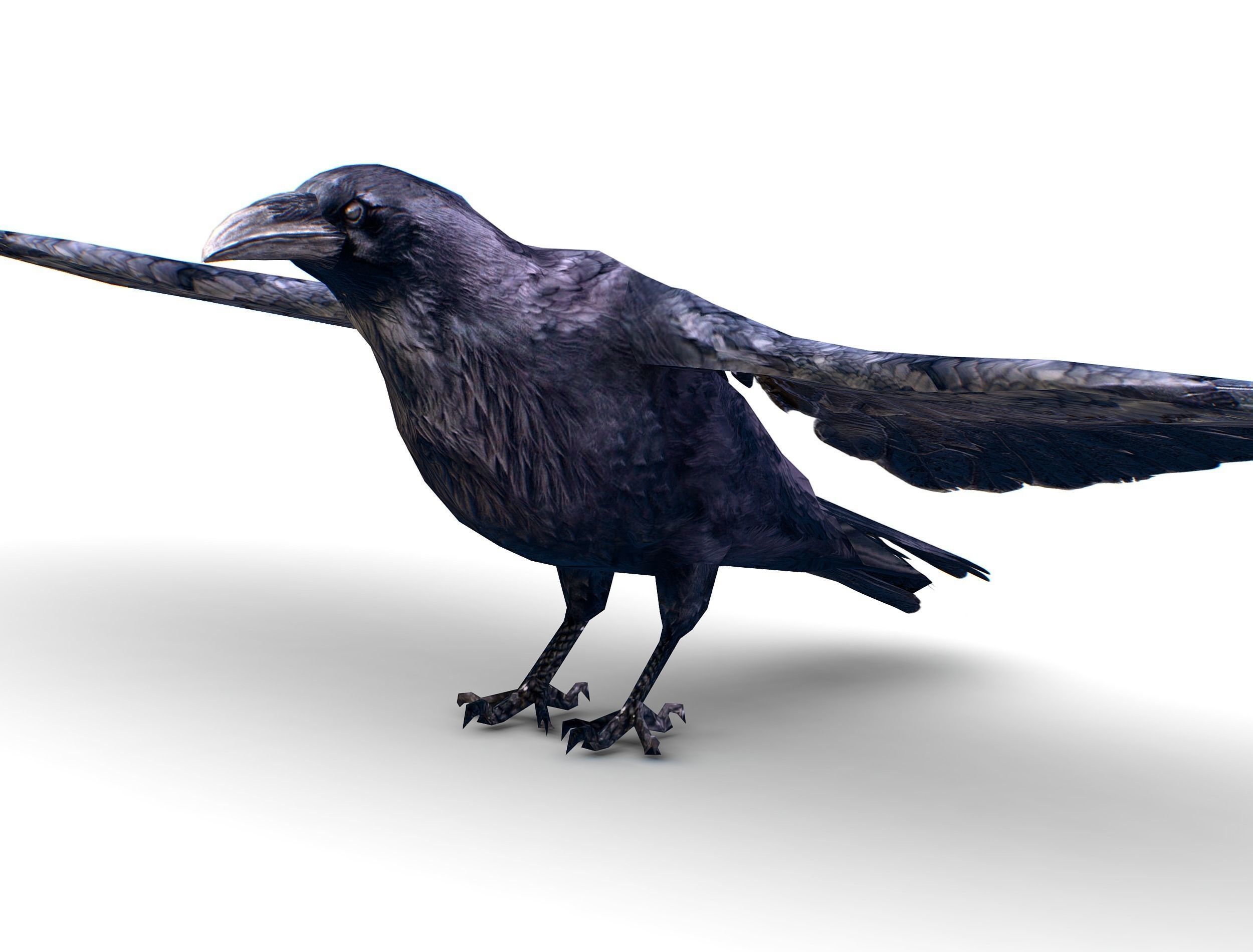 Low Poly Black Raven Wild Bird Crow Low-poly 3D model_5