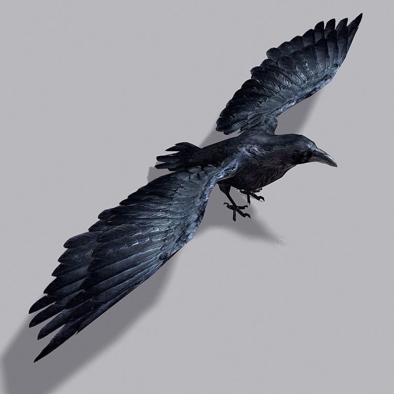 Low Poly Black Raven Wild Bird Crow Low-poly 3D model_14