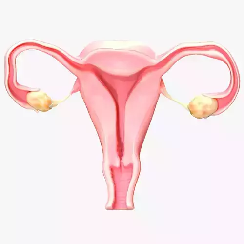 Female Reproductive System 3D model