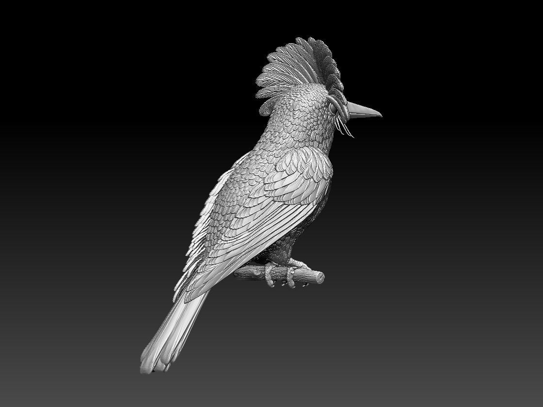 Amazonian royal flycatcher 3D print model_8