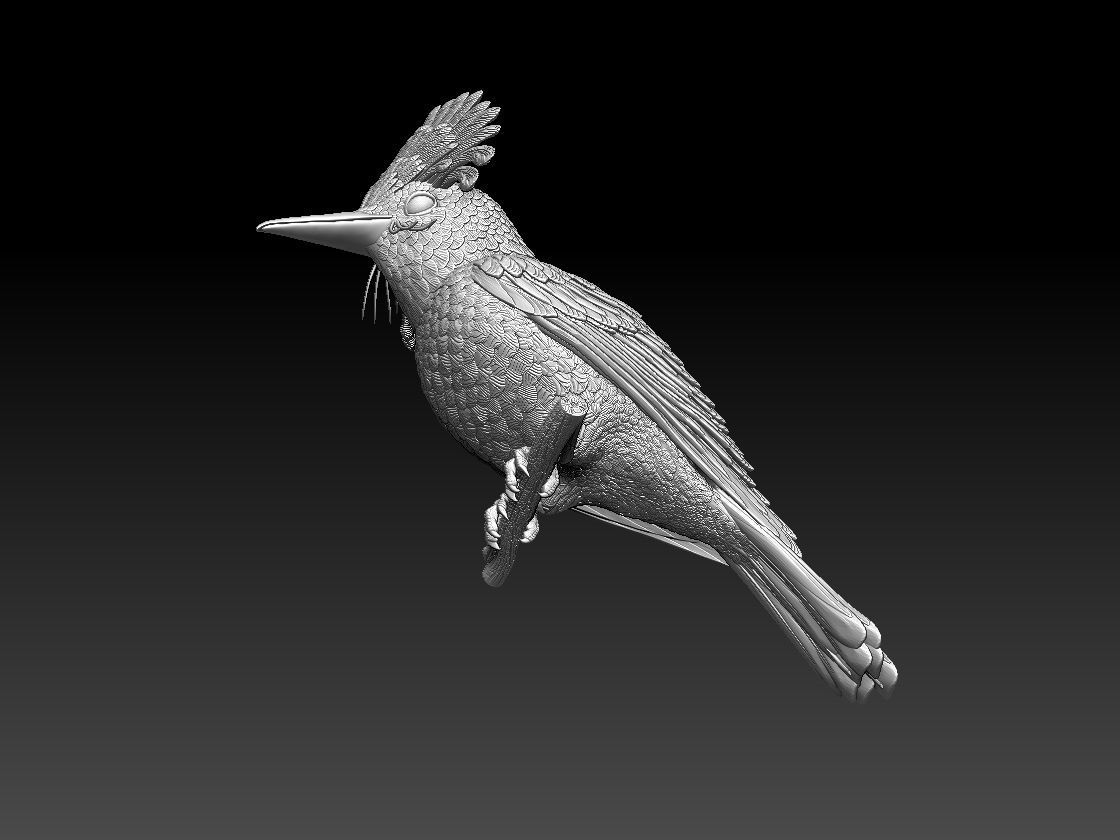 Amazonian royal flycatcher 3D print model_6