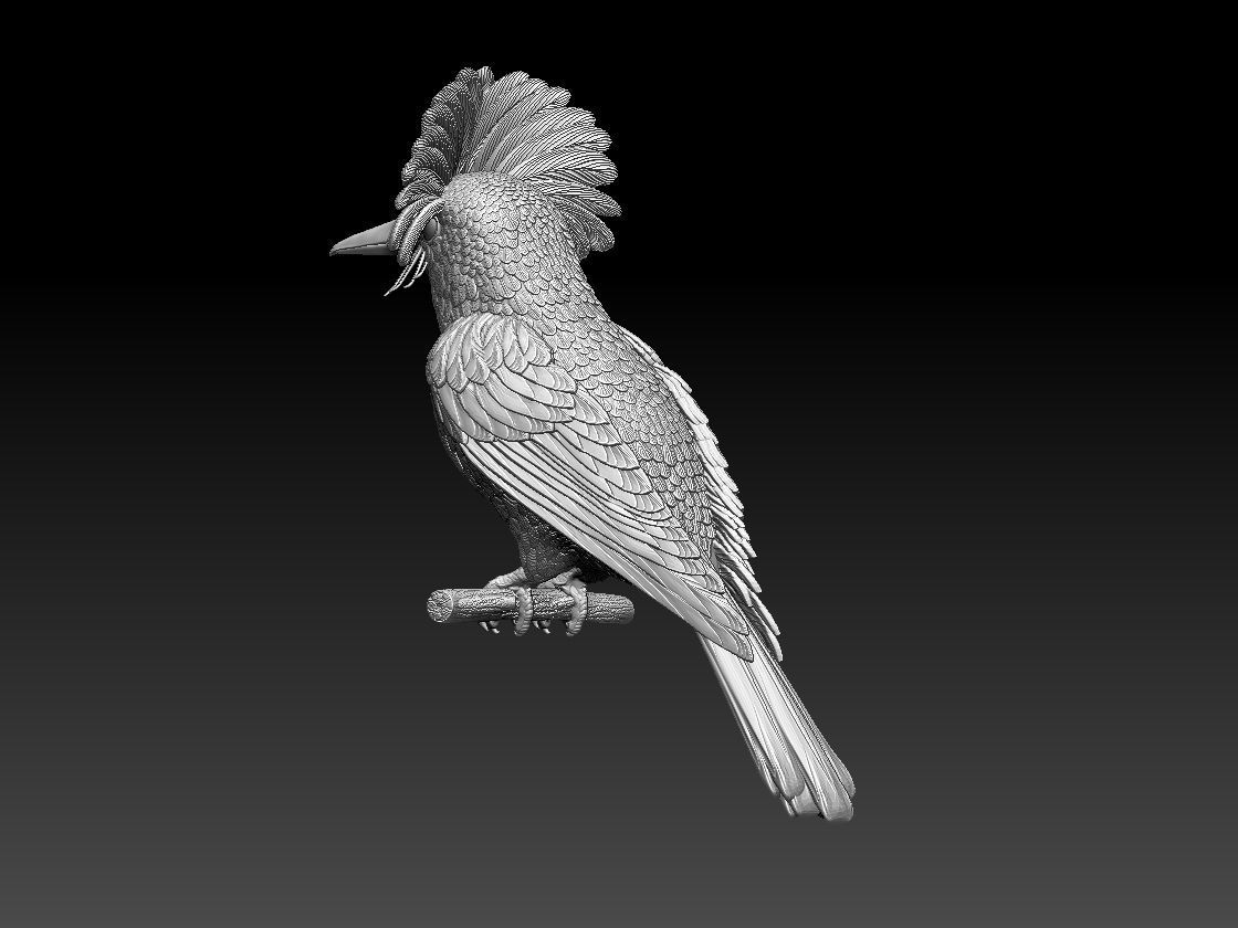 Amazonian royal flycatcher 3D print model_3