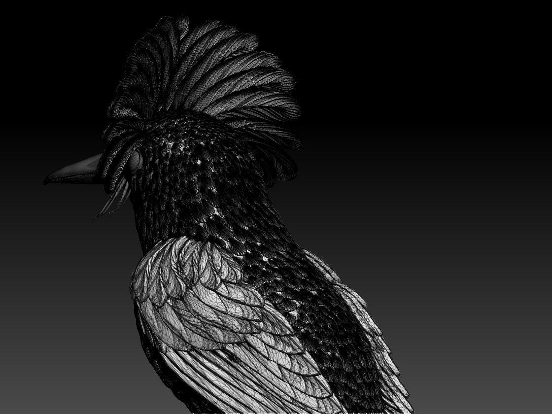 Amazonian royal flycatcher 3D print model_4