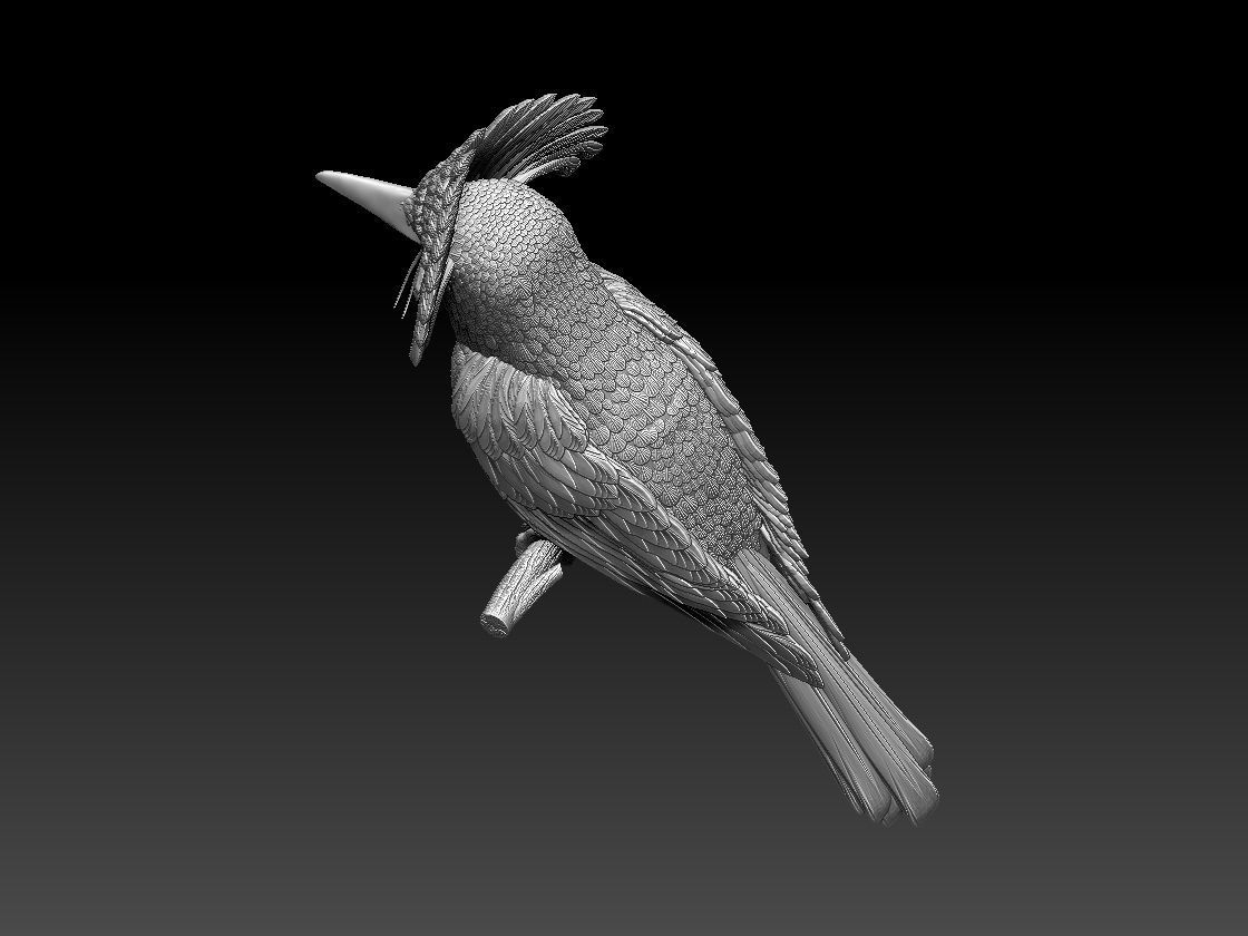 Amazonian royal flycatcher 3D print model_5