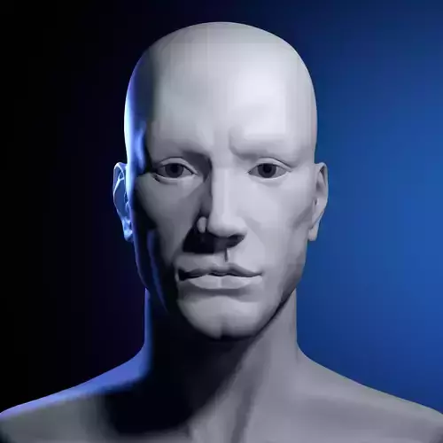 Head anatomy