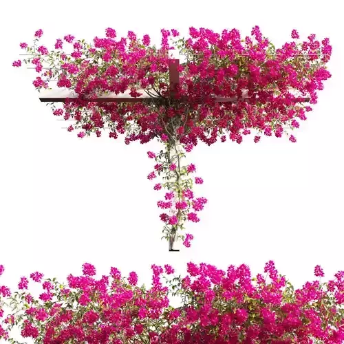 Bougainvillea plant set 67